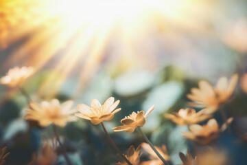 Flowers-sunrise